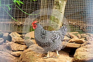 Plymouth Rock Chicken standing on a rock