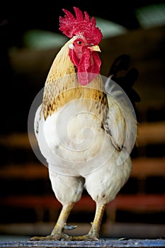 Plymouth Rock cockerel frontal