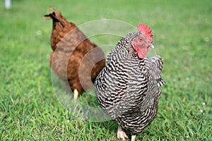 Plymouth Rock Hen Portrait