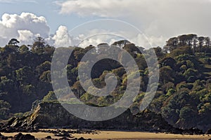 Plymouth sound landscape, Plymouth: forest, beach and sea