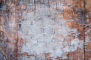 Plywood texture board background