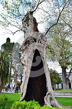 PlÃ¡tanus plane-tree