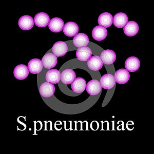 Pneumococci structure. Bacteria pneumococcus. Infographics. Vector illustration on isolated background.