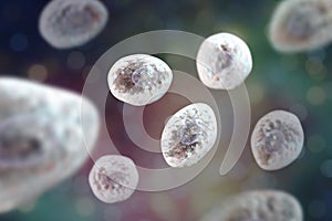 Pneumocystis jirovecii, opportunistic fungus which causes pneumonia in patients with HIV photo