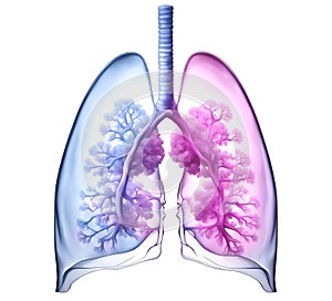 Pneumonia, an ailment impacting lungs, inflames bronchi, alveoli, and trachea. Concept illustration