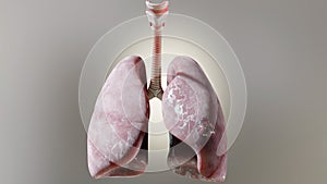 Pneumonia illness, healthy lungs and disease lungs, Human Lungs cancer, Cigarette smokers, cancerous malignant tumor