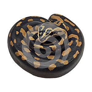 PNG Ball Python Coiled on Transparent Background