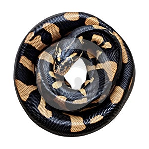 PNG Ball Python Coiled on Transparent Background
