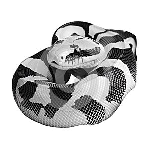 PNG Black and White Ball Python on Transparent Background