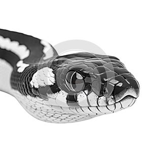 PNG Black and White Ball Python on Transparent Background