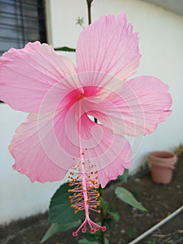 Pnk Hibiscus flower. Jaswand fule.