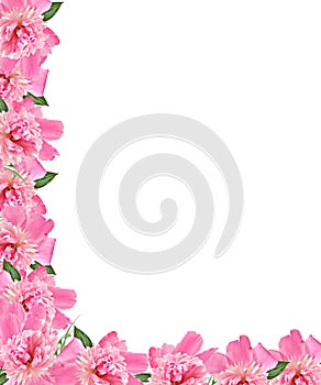 Pnk Peony Floral Border