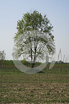 Po Valley italy Europe landscape fields trees meadow