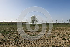 Po Valley italy Europe landscape fields trees meadow