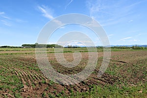 Po Valley landscape field cultivation nature natural agriculture farmhouse tree earth