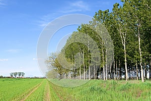 Po Valley landscape field cultivation nature natural agriculture farmhouse tree earth