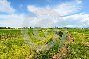 Po Valley landscape field cultivation nature natural agriculture farmhouse tree earth