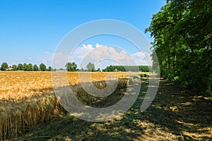 Po Valley landscape field cultivation nature natural agriculture farmhouse tree earth