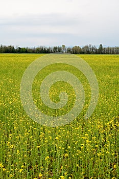 Po valley Pianura Padana panorama landscape fields meadow cultivation agriculture nature agricultural work farmhouse farm natural