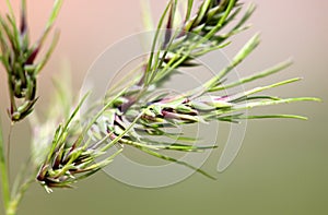 Poa alpina, Alpine meadow-grass, Alpine bluegrass