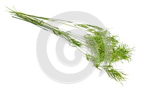 Poa alpina, commonly known as alpine meadow-grass or alpine bluegrass. Isolated