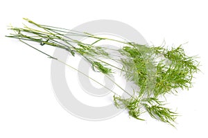 Poa alpina, commonly known as alpine meadow-grass or alpine bluegrass. Isolated photo