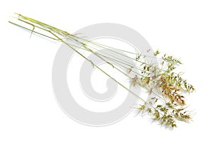 Poa bulbosa or bulbous bluegrass, bulbous meadow-grass. Isolated on white b ackground