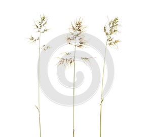 Poa bulbosa or bulbous bluegrass, bulbous meadow-grass. Isolated on white b ackground