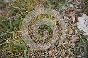 Poa bulbosa ear close up