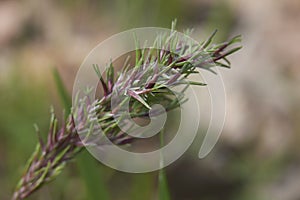 Poa bulbosa ear close up