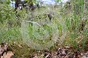 Poa bulbosa - Wild plant shot in the spring.