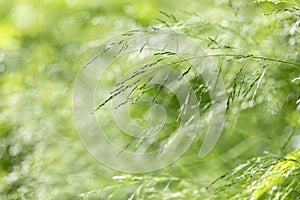 Poa nemoralis, the wood bluegrass, is a perennial plant in the family Poaceae.