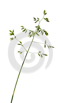 Poa pratensis grass