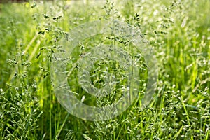 Poa pratensis green meadow european grass photo