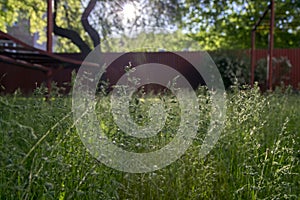 Poa pratensis green meadow european grass, red fence photo