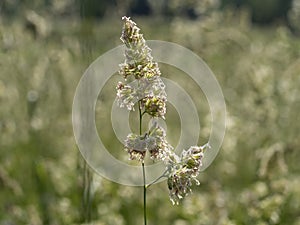 Poa pratensis green plant photo