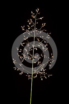 Poa pratensis_Kentucky bluegrass on black