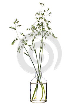 Poa pratensis Kentucky bluegrass or blue grass in a glass vessel on a white background