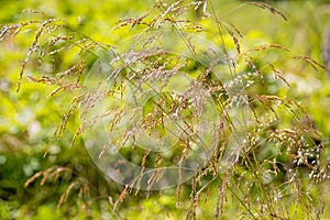 Poa pratensis photo