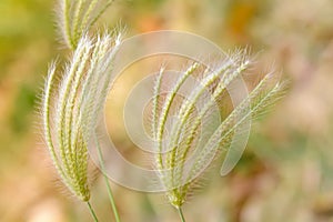 Poaceae