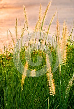 Poaceae in close up shot