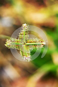 Poaceae or Gramineae