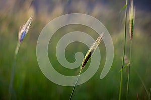 Poaceae or Gramineae