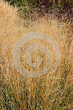 Poaceae or Gramineae