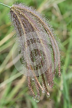 Poaceae or Gramineae