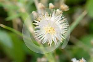 Poaceae or Gramineae