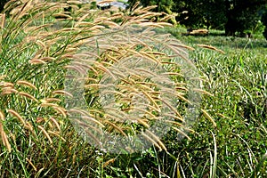 Poaceae or Gramineae field in the garden.