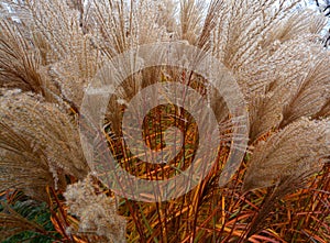 Poaceae or Gramineae is a large and nearly ubiquitous family