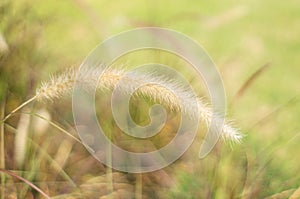 Poaceae grass flower