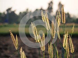 Poaceae grass flower field with soft sunlight for background.